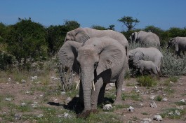 Elephant  by Jeremy T. Hetzel