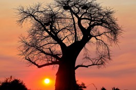Baobab  by Steve Jurvetson