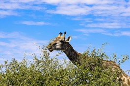 Giraffe  by Letizia Barbi