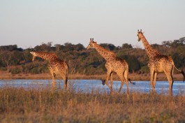 Giraffe  by Adam Annfield