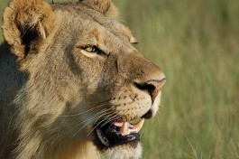 Lion  by Joachim Huber
