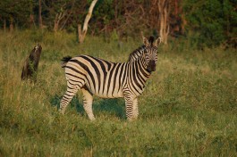 Zebra  by Joachim Huber
