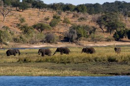 Elephant  by Tim Copeland