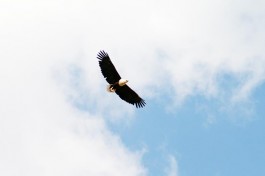 African Fish Eagle in Inverdoorn 