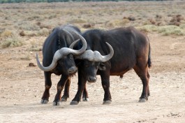 Inverdoorn buffalos 