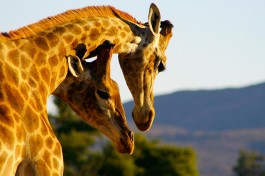 Inverdoorn giraffes 