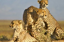 Inverdoorn cheetahs 