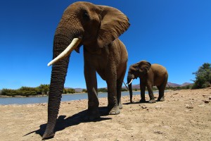 Inverdoorn elephants