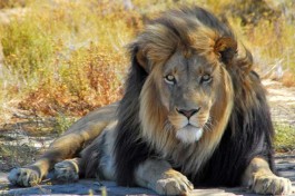 Inverdoorn lion 