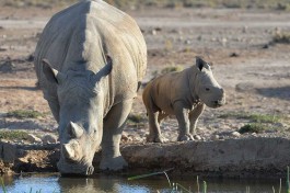 Inverdoorn rhinos 