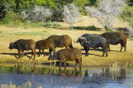 Cape Town Big 5 Safari buffalo 