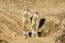 Meerkat in Inverdoorn Game Reserve 