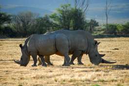 Inverdoorn rhinos, Big 5 Cape Town Safari 