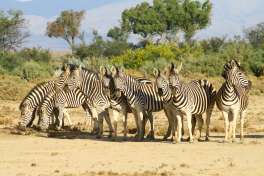 Cape Town Safari to Inverdoorn Game Reserve 
