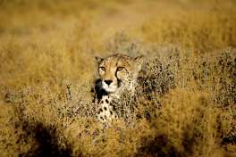 Cape Town Safari cheetah, Inverdoorn 