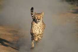 Cheetah, Cape Town Safari 