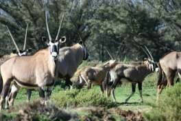 Inverdoorn Game Reserve safari gemsbok 
