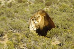 Inverdoorn Game Reserve lion