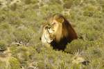 Inverdoorn Game Reserve lion 
