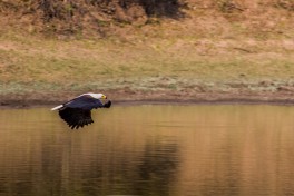 Fish Eagle on Zambia Safari Adventure 