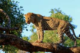 South Luangwa Leopard 