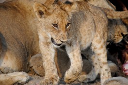 Luangwa lion cubs, Zambia Safari 