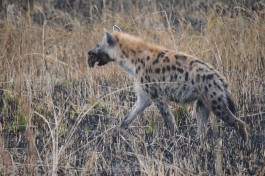 Mutinondo hyena 