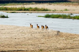 South Luangwa National Park 
