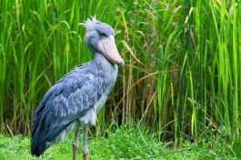 Shoebill Stork 