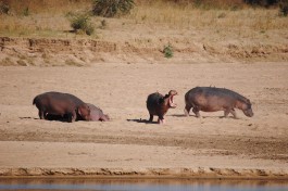 South Luangwa National Park hippos 