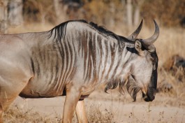 Wildebeest 