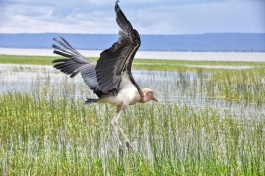 Lake hawassa pelican  by Rod Waddington
