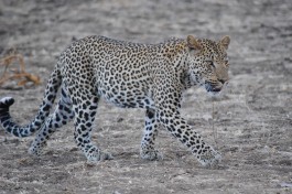 Zambia Safari, Luangwa leopard 