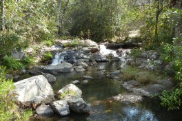 Dzalanyama Forest Reserve 
