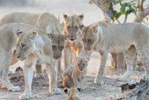 South Luangwa lions, Zambia Safari