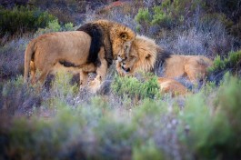 Big 5 Cape Town Safari - lions 