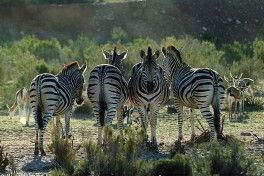 Cape Town game reserve, zebras 