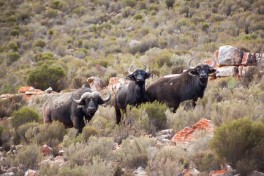 Big 5 Cape Town Safari - buffalos 