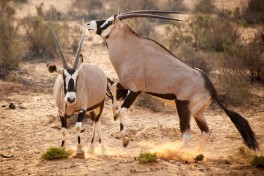 Aquila gemsbok, Cape Town Safari 