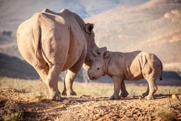 Aquila Game Reserve Safari - Big 5 rhinos 