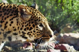 Aquila leopard, Big 5 Cape Safari 