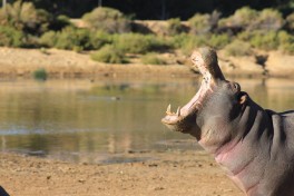 Aquila hippo, Cape Town Safari 