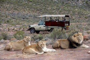 Aquila lions, Cape Town Safari