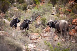 Big 5 Game Park - Aquila buffalos 