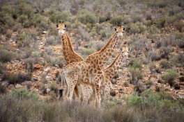 Cape Town Safari in Aquila - giraffes 