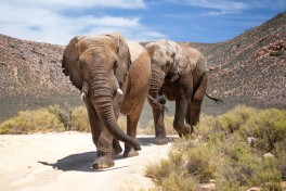 Cape Town Safari elephants 
