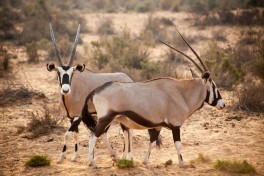 Cape Town game park - Aquila oryx 