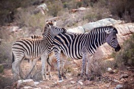 Aquila zebras, Cape Town Safari Tour 