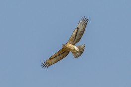 African Hawk-Eagle  by Francesco Veronesi