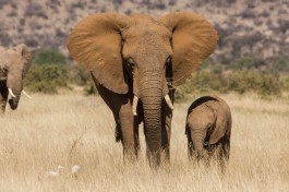 Samburu elephants  by U.S. Fish and  Wildlife Services